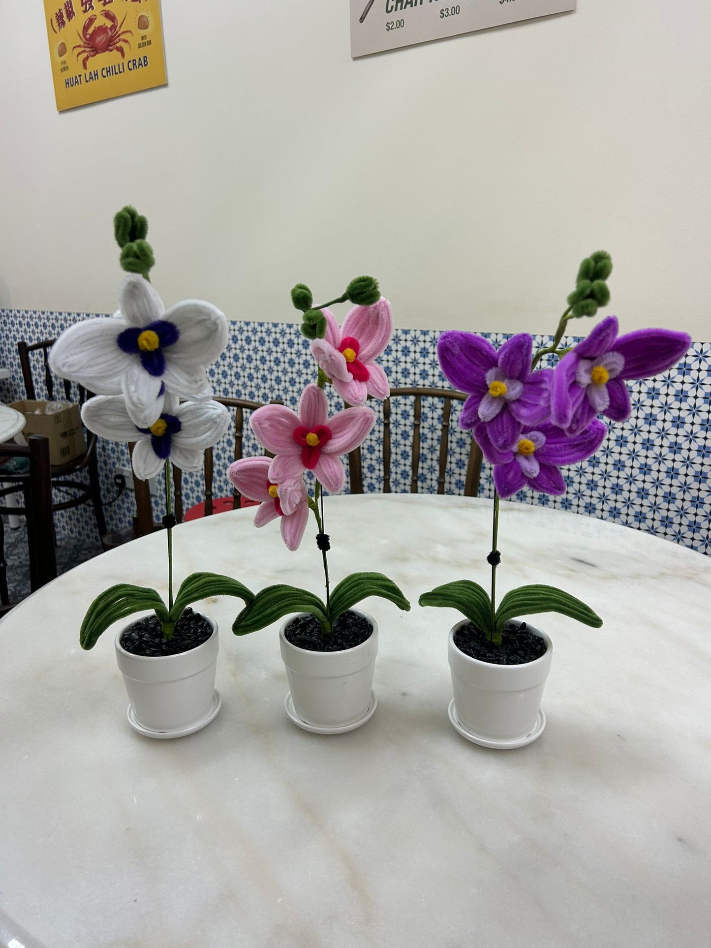 Potted Orchids
