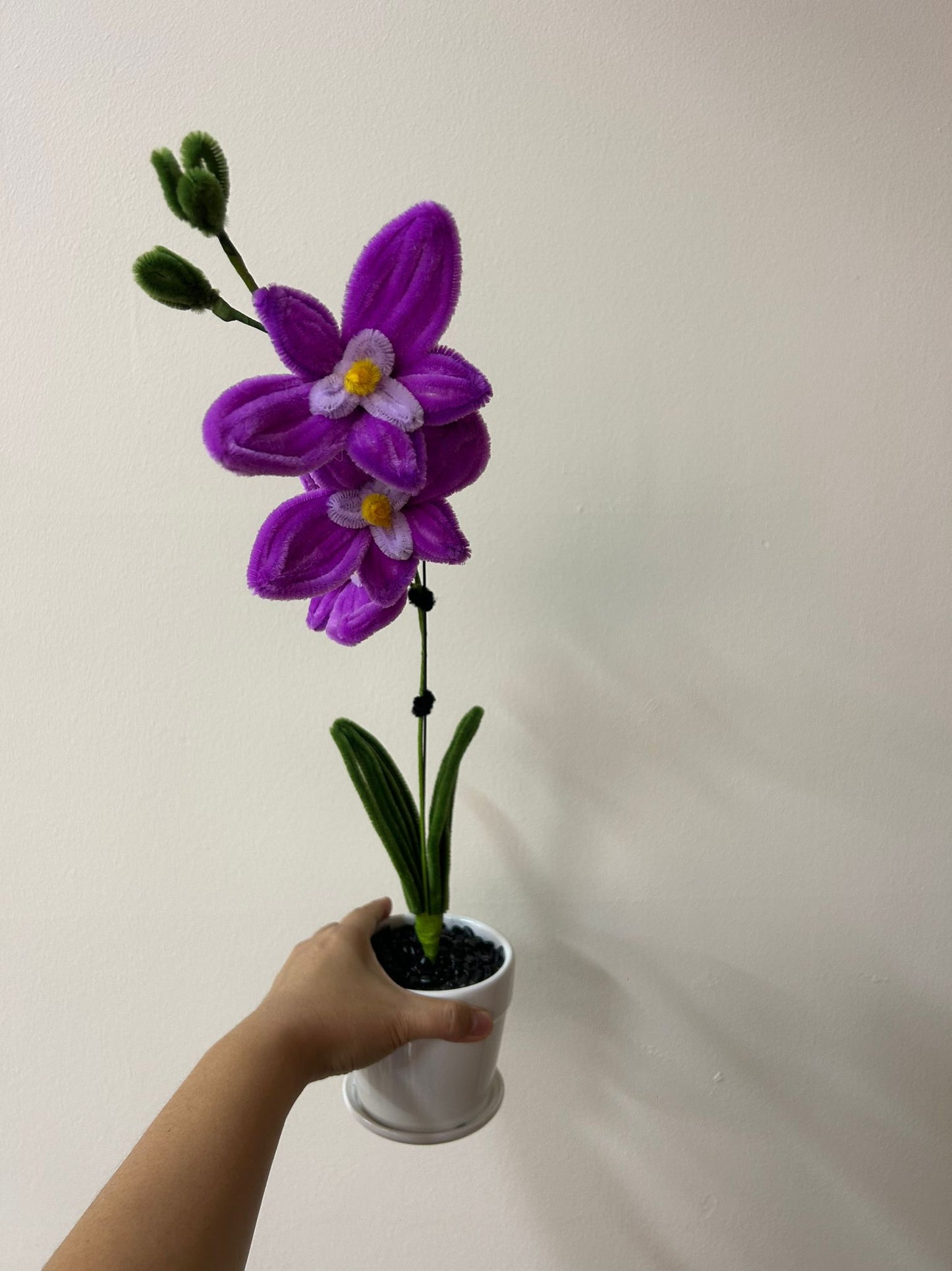 Potted Orchids