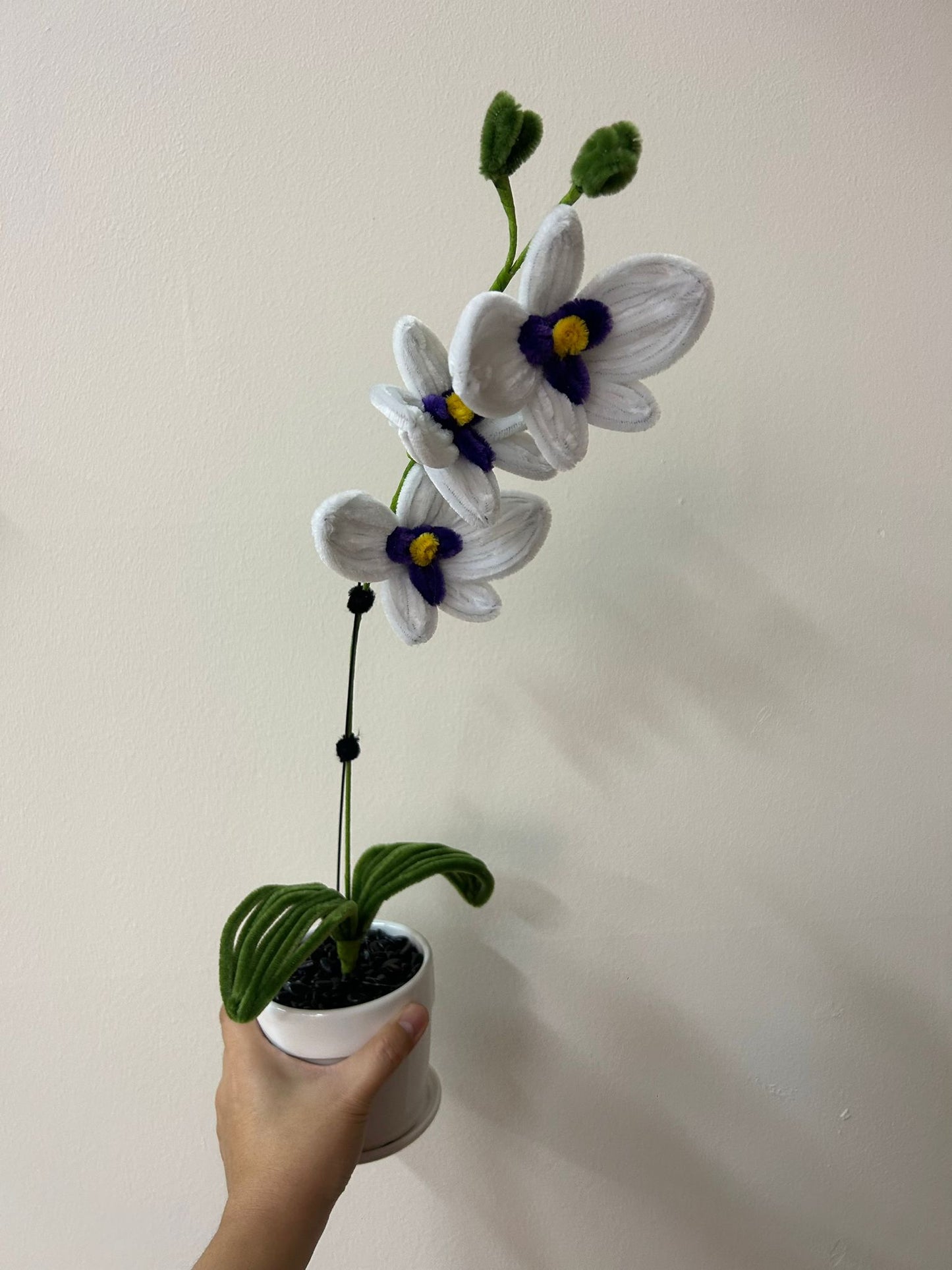 Potted Orchids