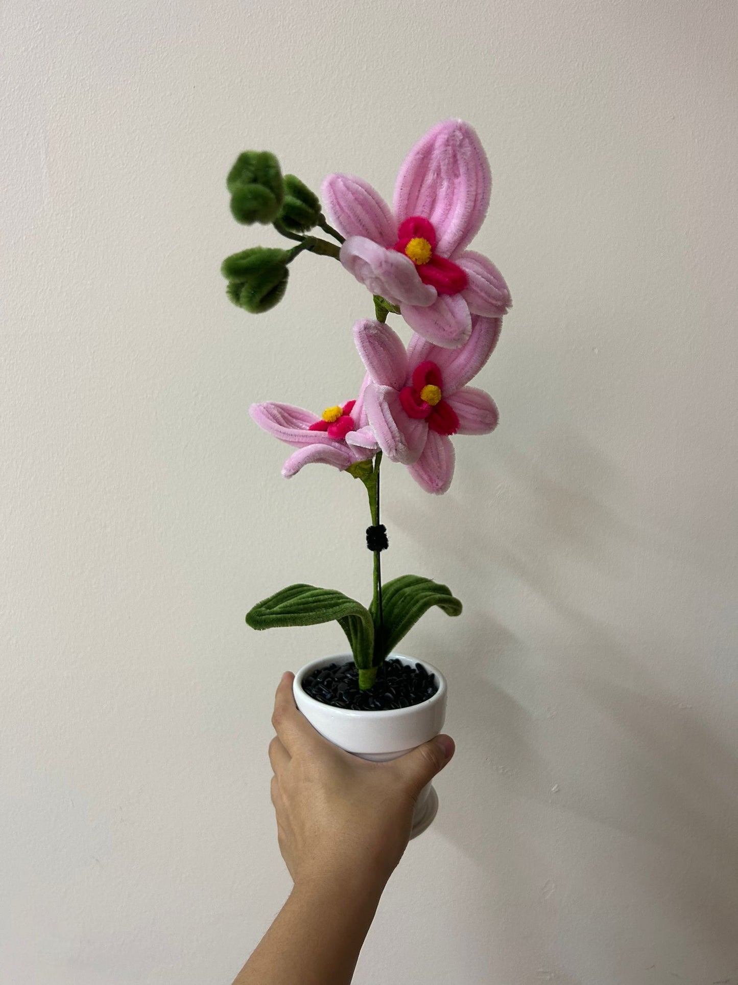 Potted Orchids