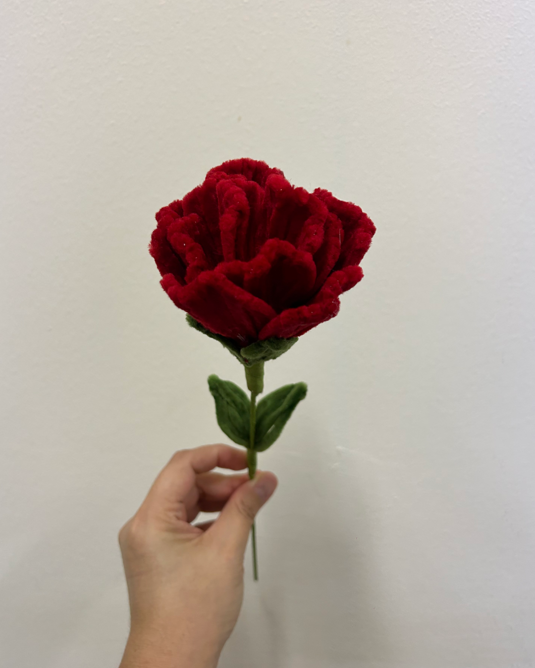 Carnation - single stalk