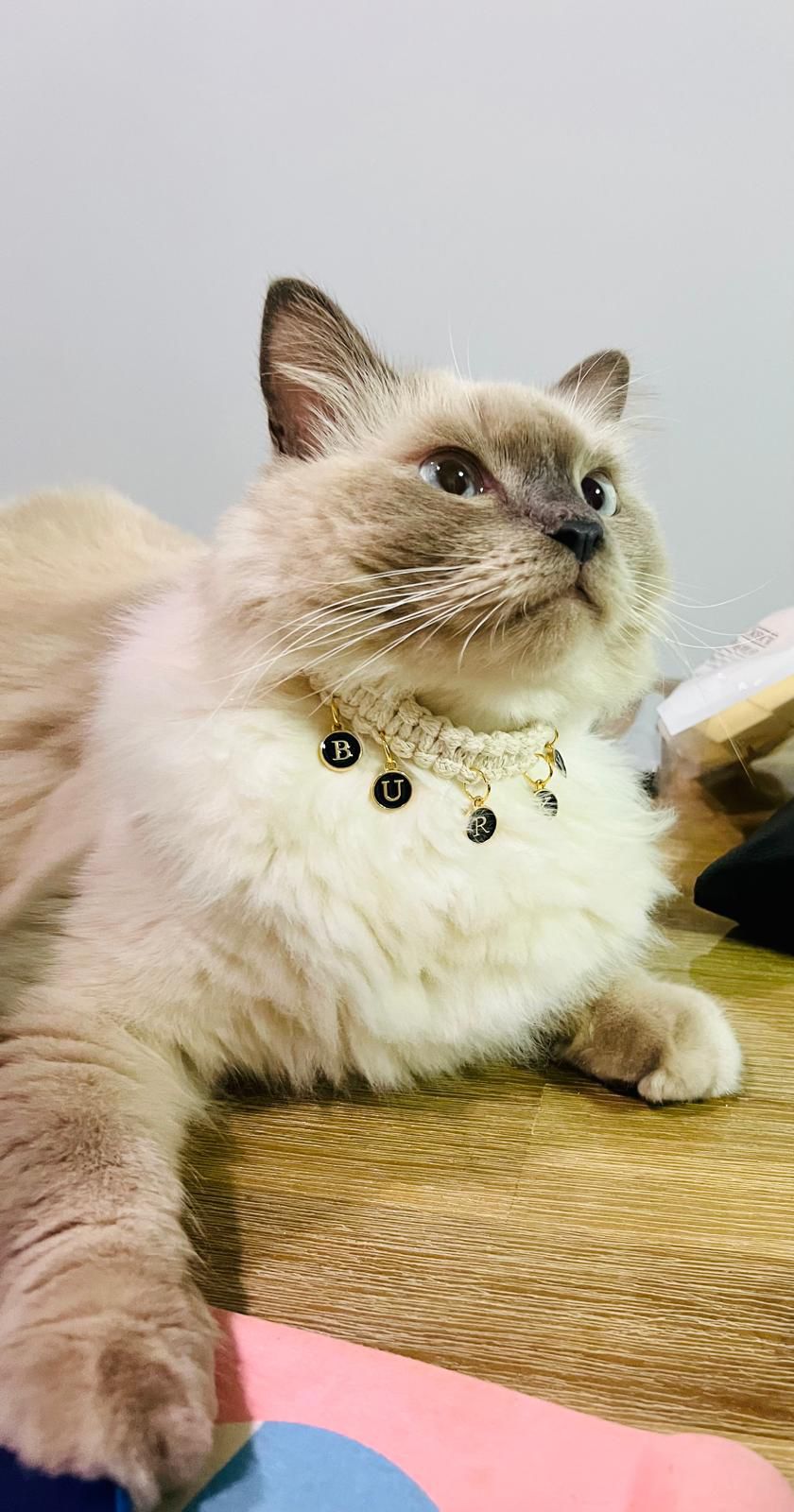 Ragdoll collar best sale