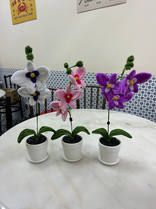 Potted Orchids