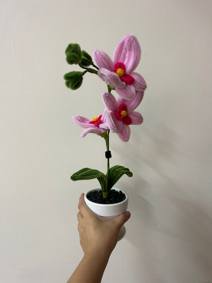 Potted Orchids